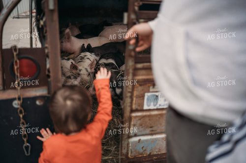 Farm Kid Looks at Pigs in Trailer 196088