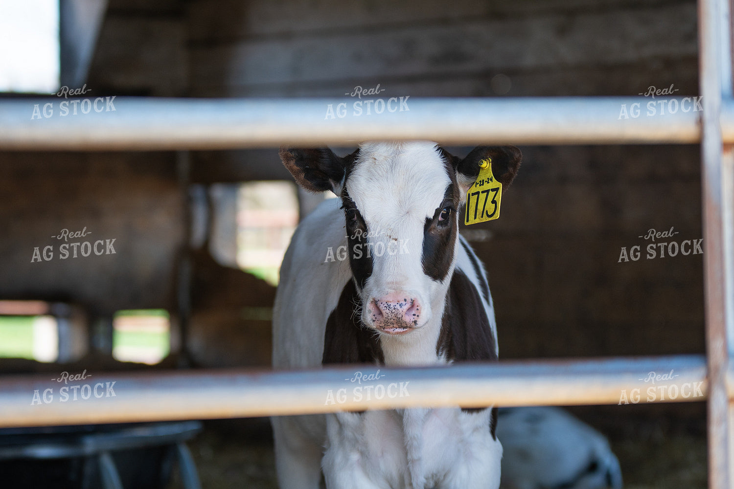 Holstein Calf 50479