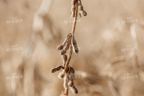 Dried Soybean Pods 52249