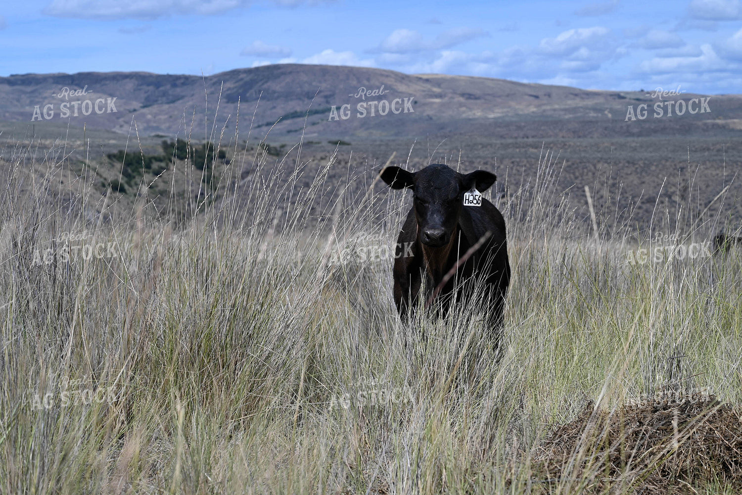 Cattle on Pasture 253005