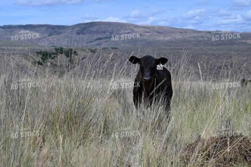 Cattle on Pasture 253005