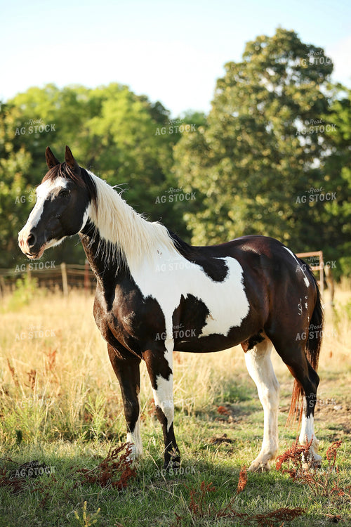 Horse 127038