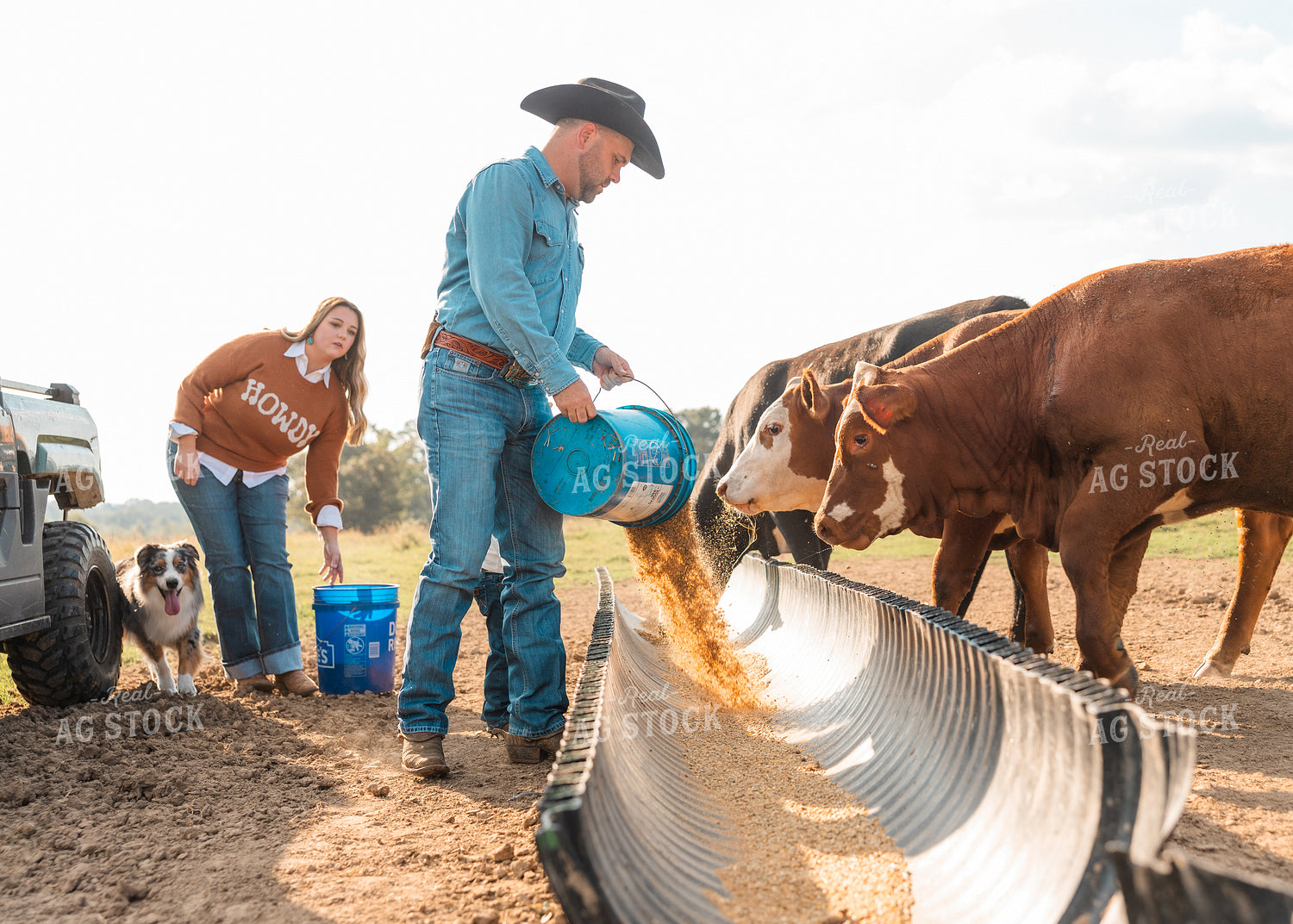 Farmer Feeding Cattle 256003