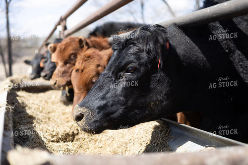 Feeding Cattle 305035