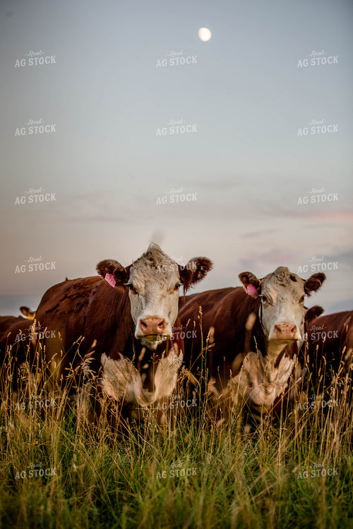 Hereford Cattle in Pasture 81026