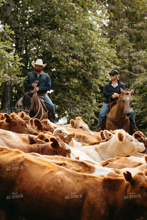 Rancher Herding Cattle on Horseback 232004
