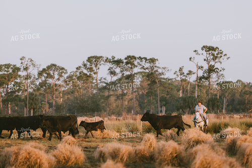 Florida Ranch 7279