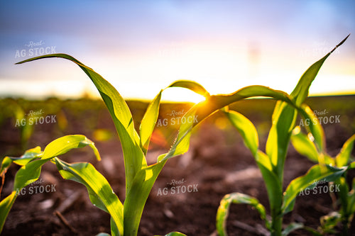 Early Growth Corn at Sunrise 56688