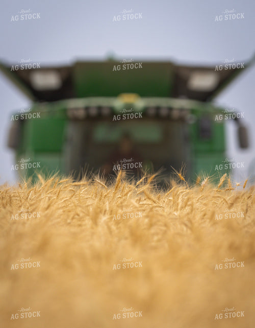 Wheat Harvest 187223