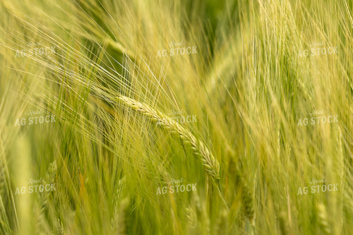 Barley Close Up 65959