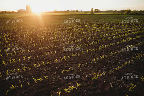Rows of Early Stage Corn 4291