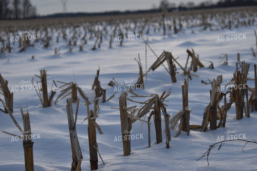 Snowy Corn Stalks 84084