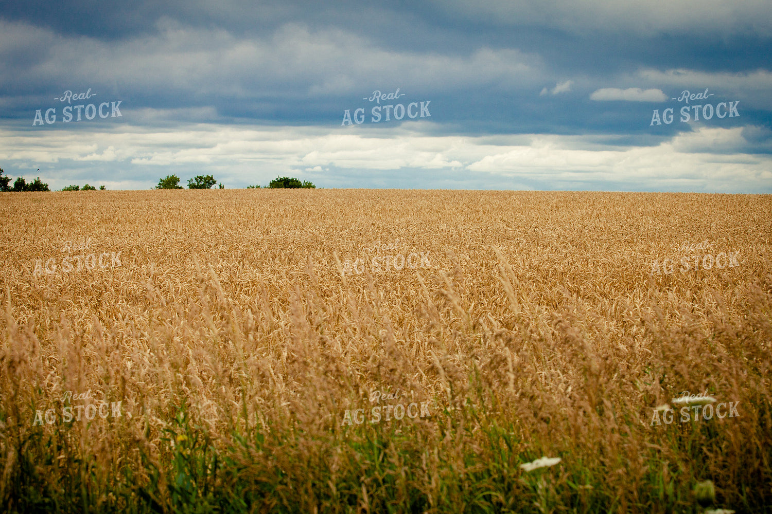 Wheat Field 181030