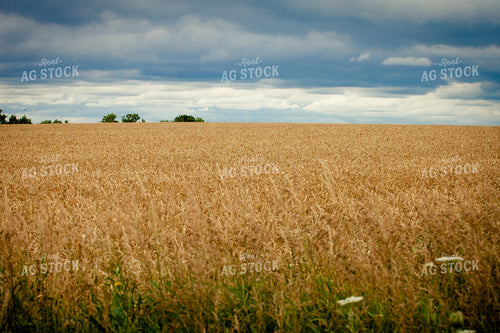 Wheat Field 181030