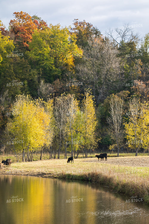 Cattle by Creek 145009
