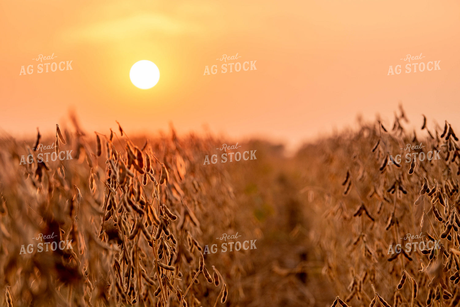 Dried Soybean Field at Sunset 299178
