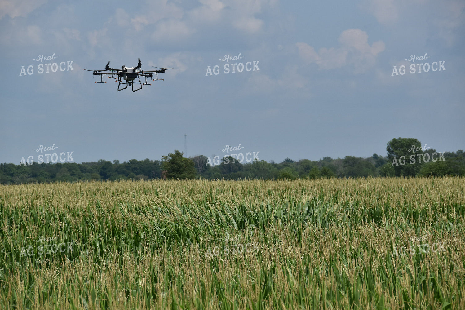 Drone Sprayer Above Corn 84092