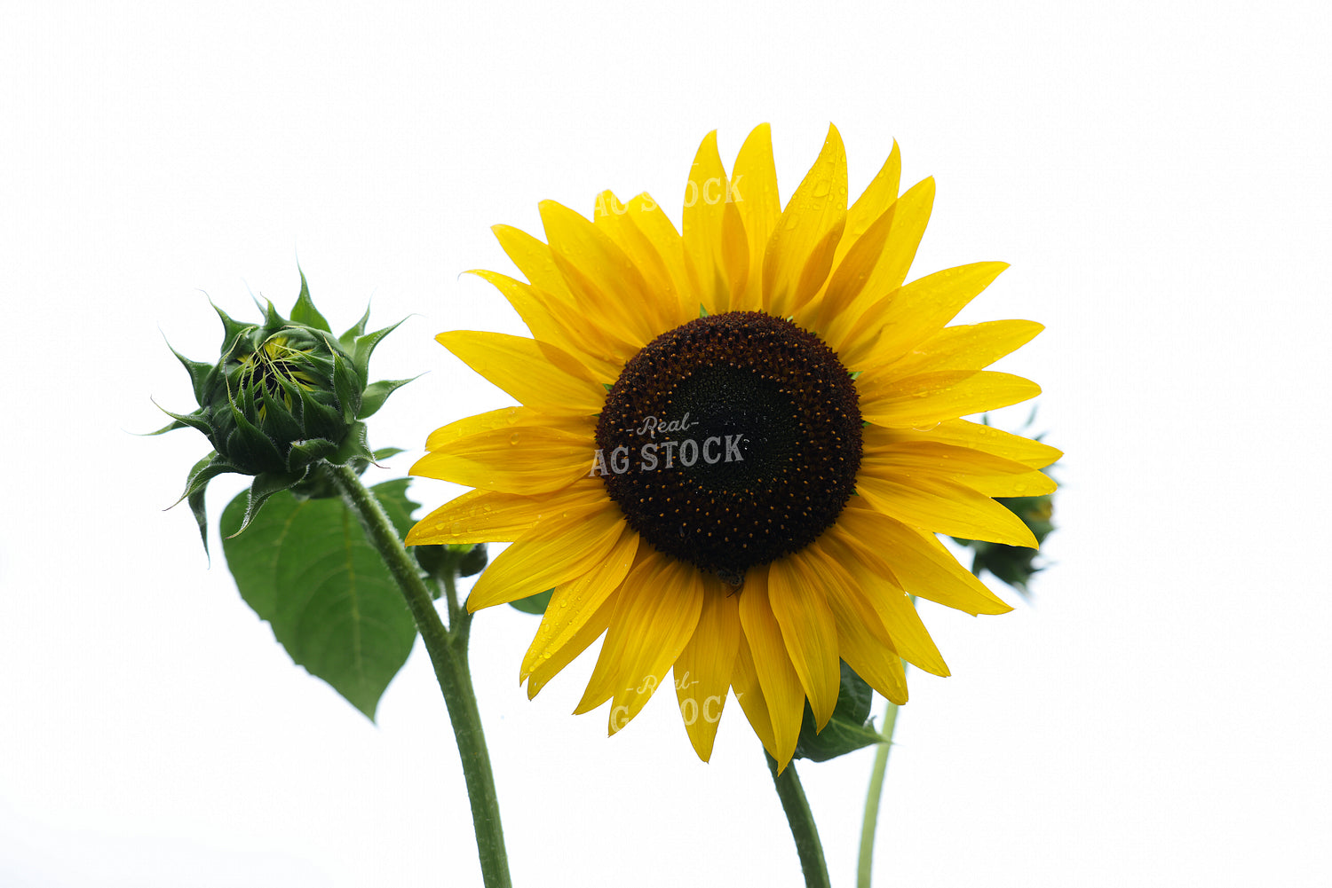 Sunflower 178135