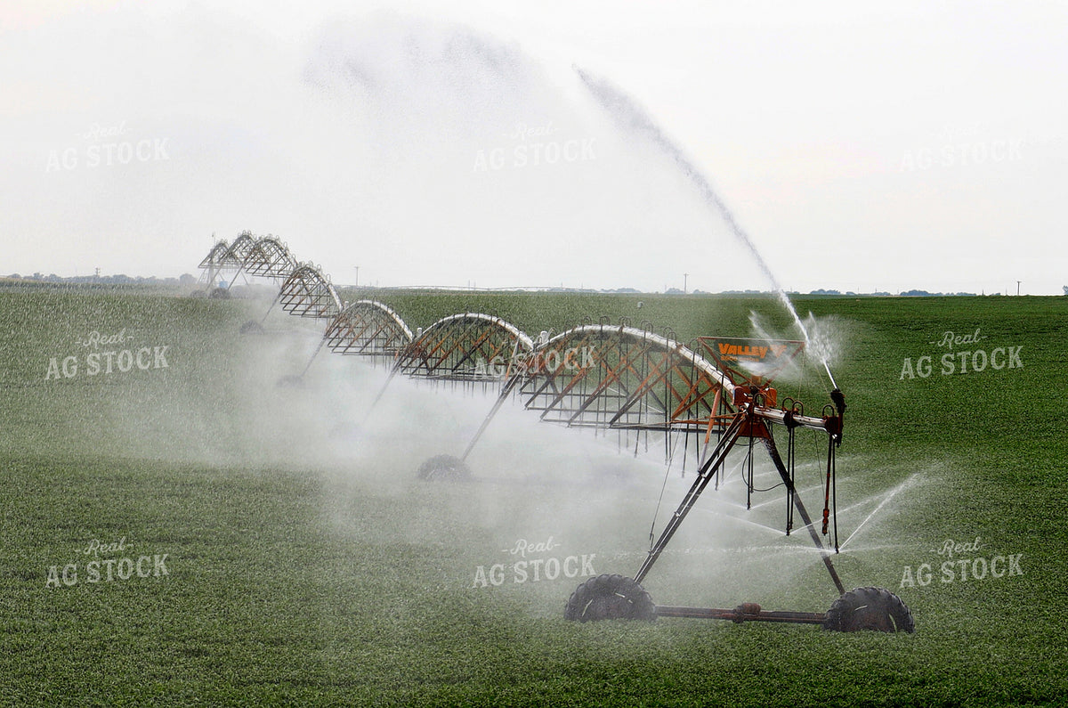Irrigation 141685