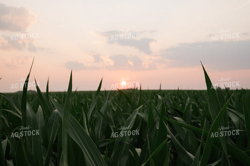 Corn Field 25980