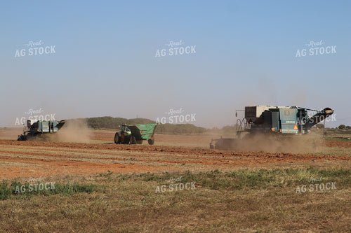 Peanut Harvest 102196