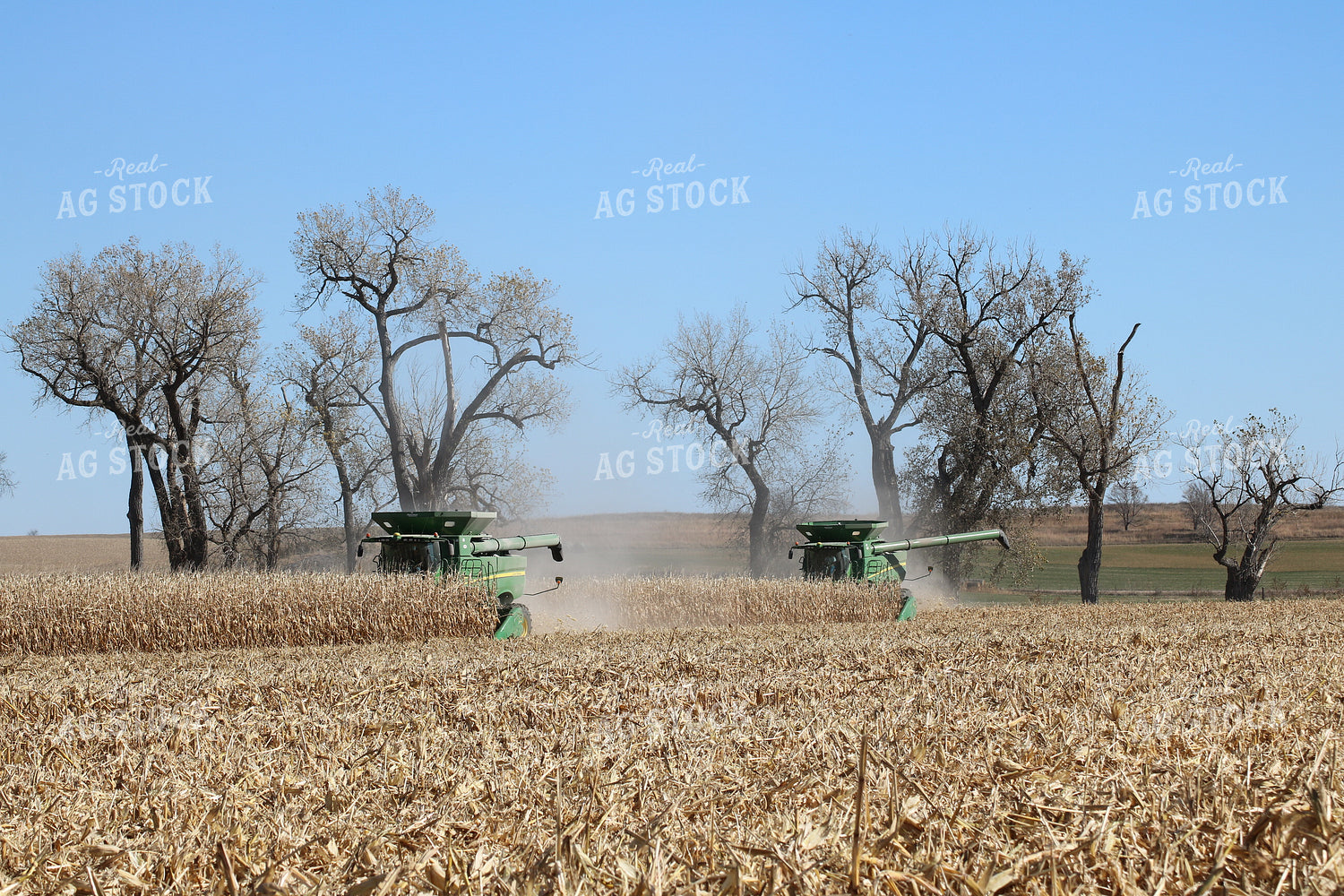 Combines Harvesting Corn 82047
