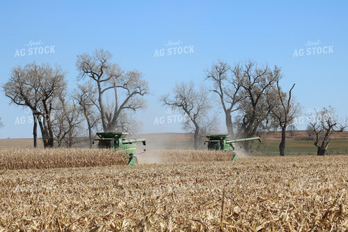 Combines Harvesting Corn 82047