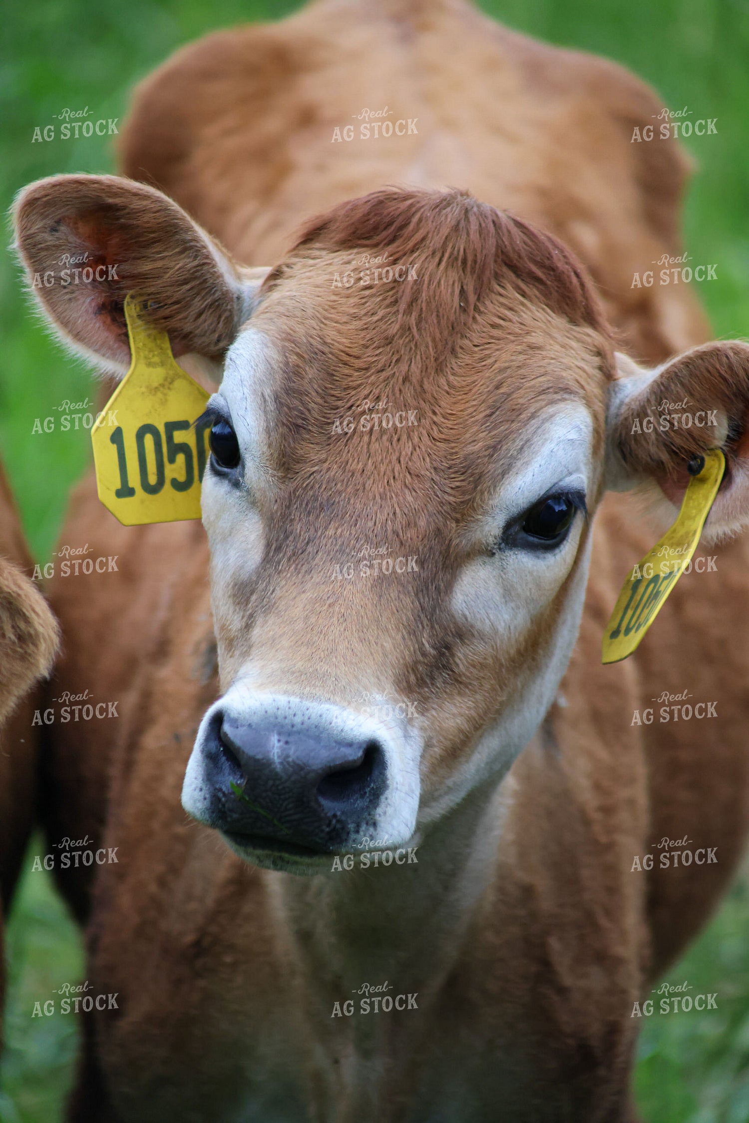 Jersey Calves 261102