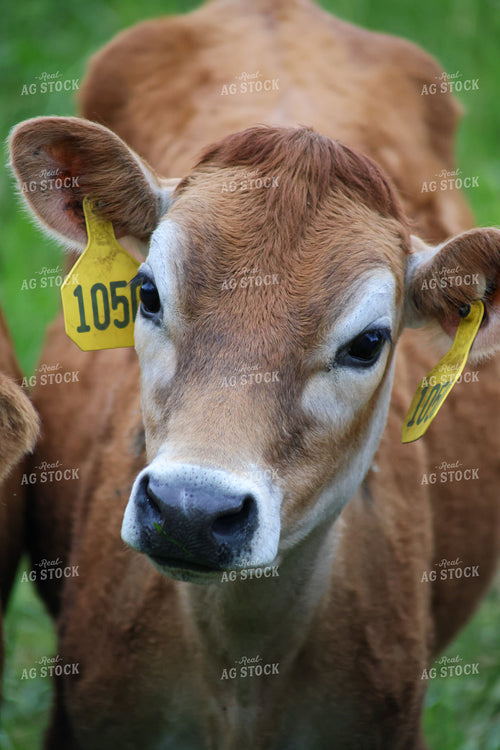 Jersey Calves 261102