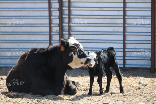 Cow and Calf in Farmyard 82111