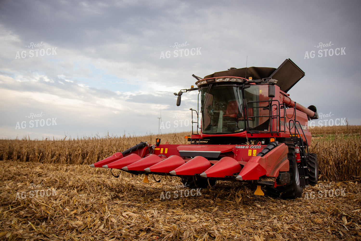 Corn Harvest 268192