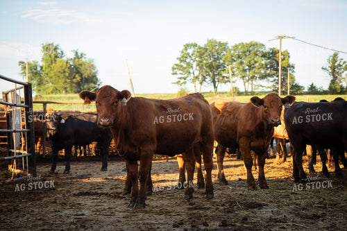 Red Angus Heifers 268398