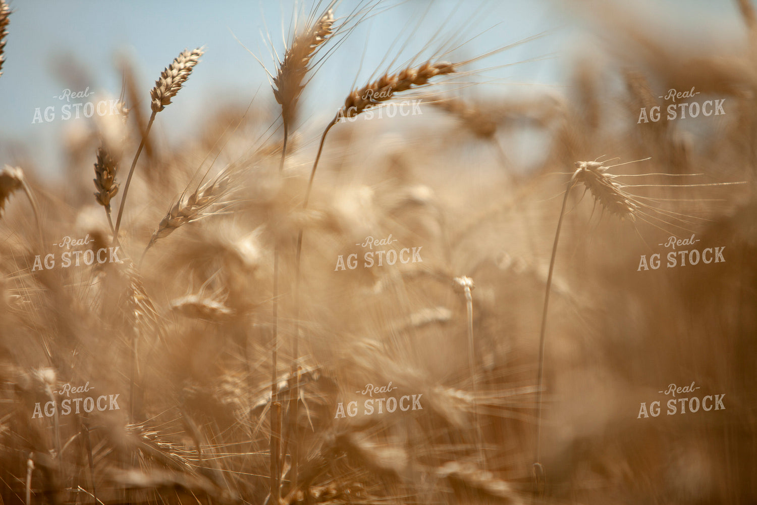 Wheat 2171