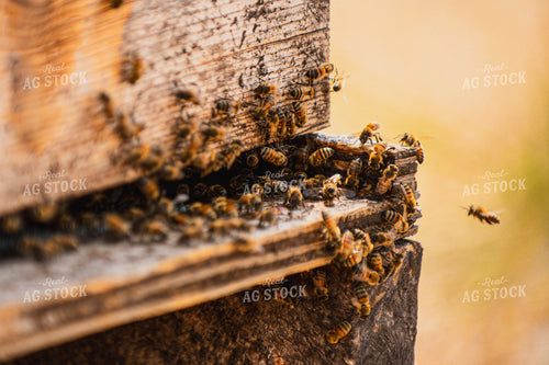 Bees 158016