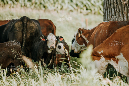 Cow-Calf in Pasture 77128