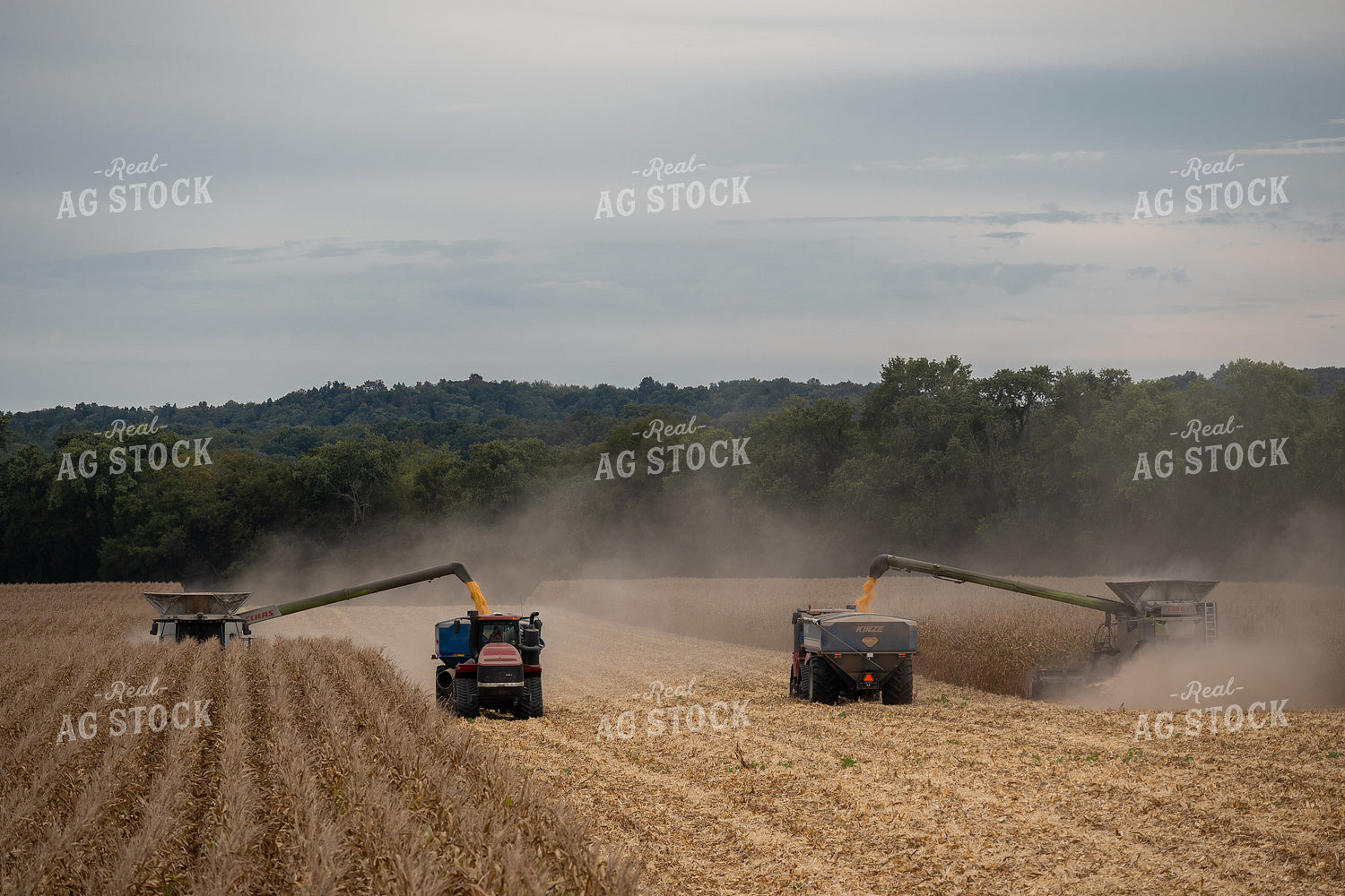 Corn Harvest 149069