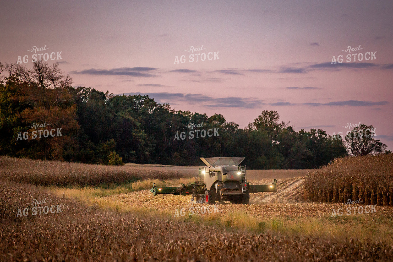 Corn Harvest 270634