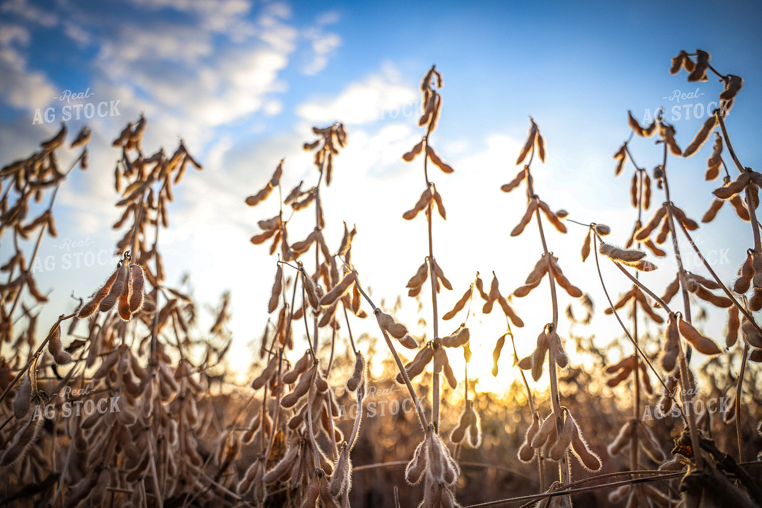 Dried Soybean Pods in Field 160409