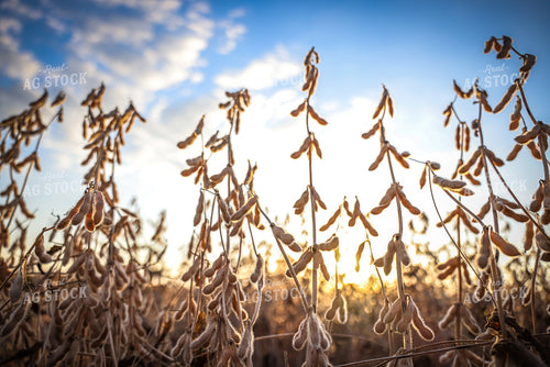 Dried Soybean Pods in Field 160409