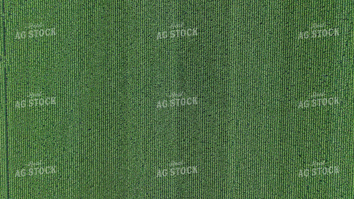 Overhead of Corn Tassels 250126
