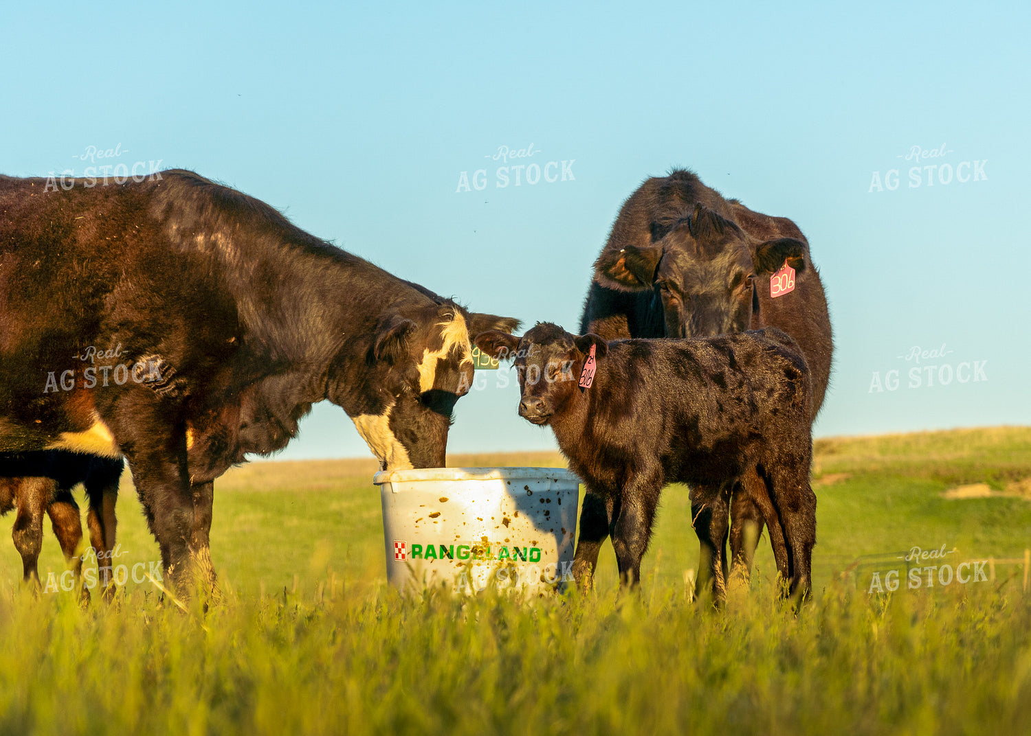 Cow Calf Pairs 65227