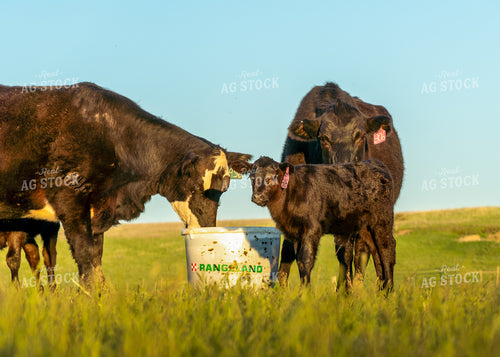 Cow Calf Pairs 65227