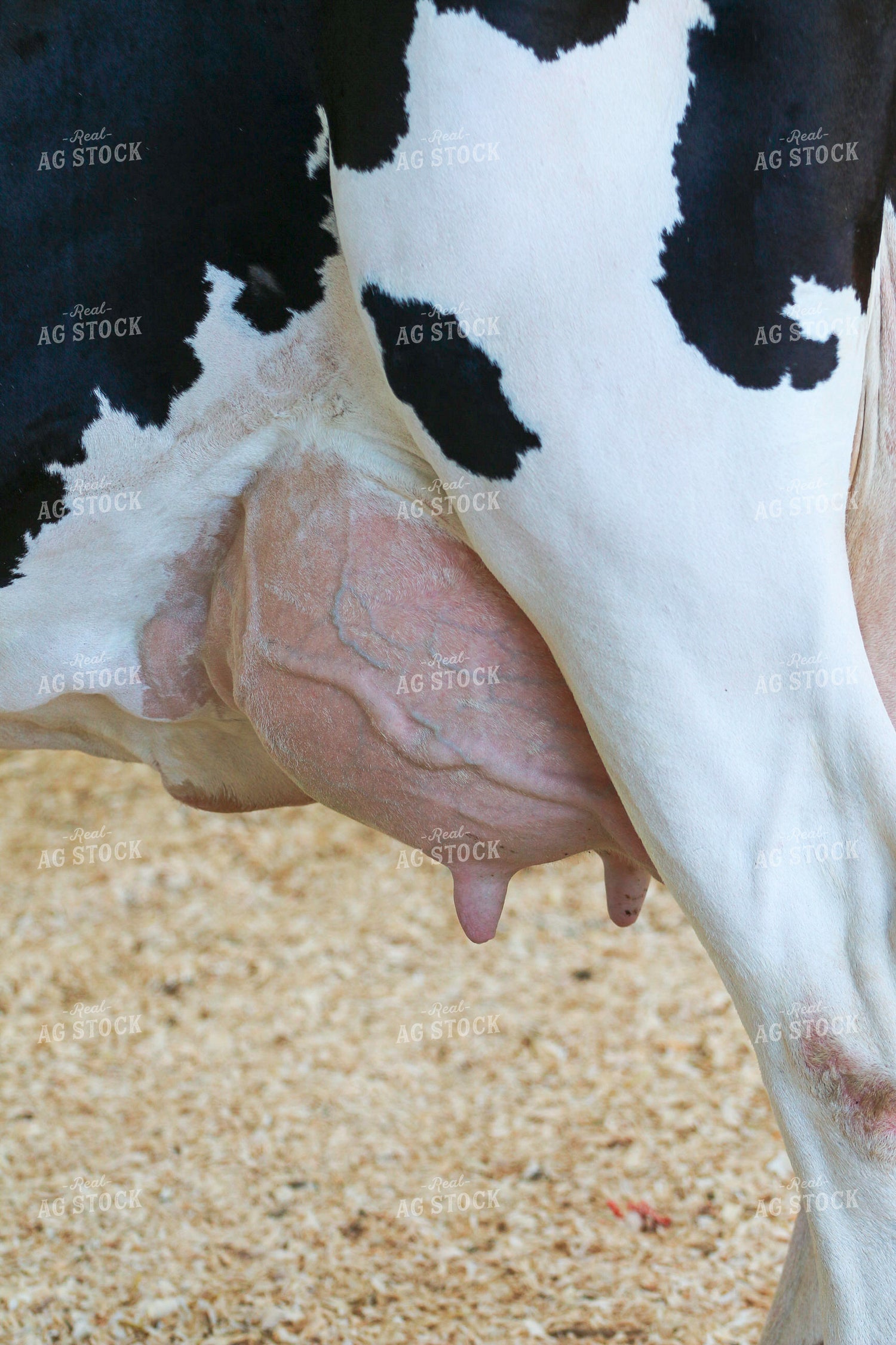 Dairy Cattle Show 160481