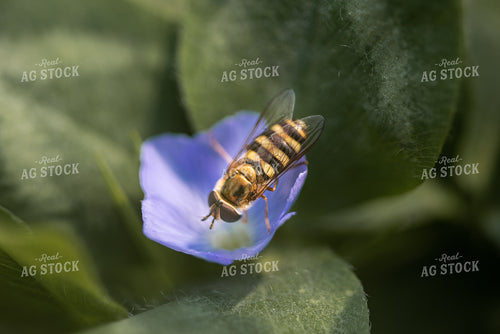Bee on Flower 76004