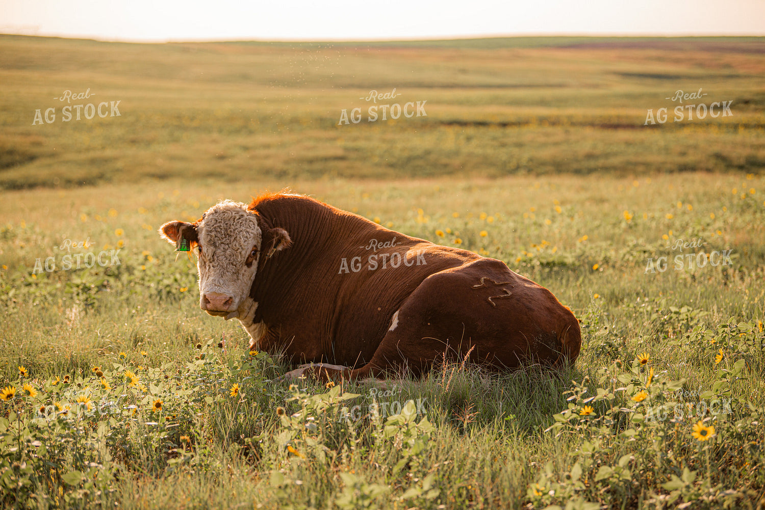 Hereford Bull 299175