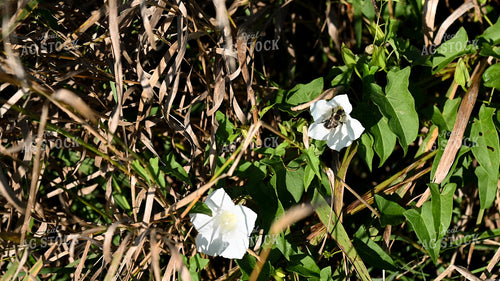 Bee Collecting Pollen from Wildflowers on CRP Land 25067
