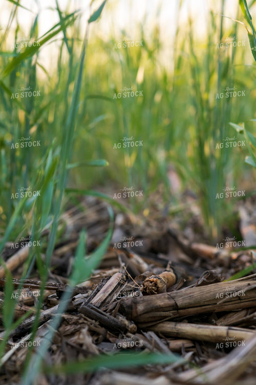 Up Close Cover Crop Field 76135