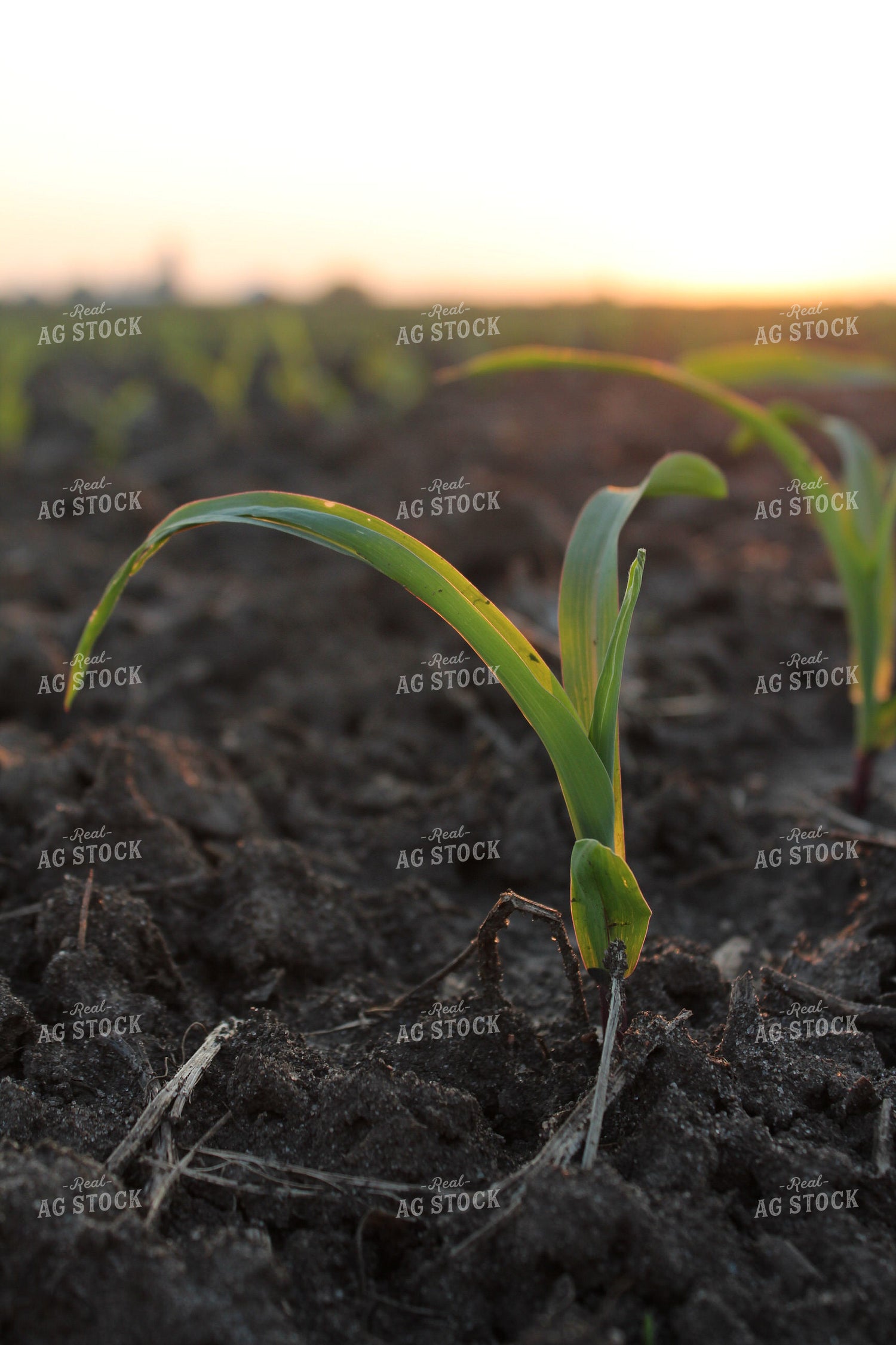 Early Growth Corn 161092