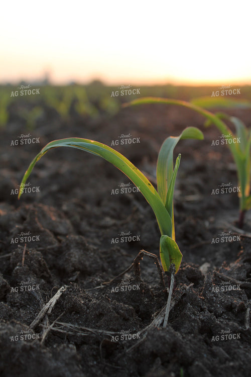 Early Growth Corn 161092