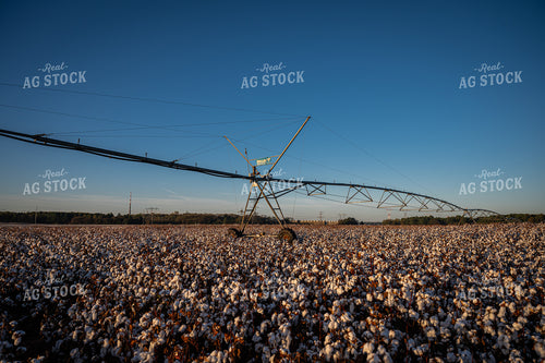 Irrigation Pivot on Cotton Field 149152